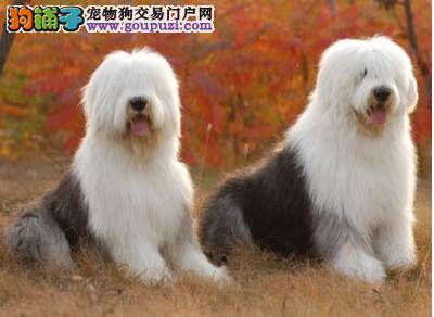 古代牧羊犬吃的太多，如何助它减肥