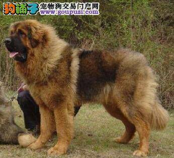 从内到外做护理 如何让高加索犬的毛发更亮且顺滑