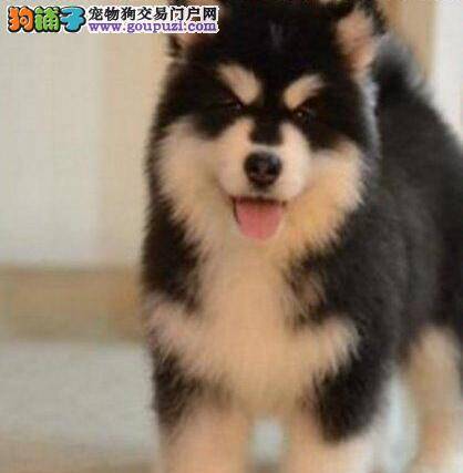 阿拉斯加犬拉肚子吃什么药好