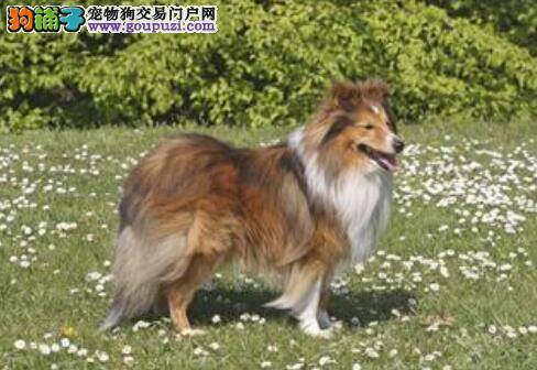 分辨喜乐蒂犬与苏格兰牧羊犬的基本要领