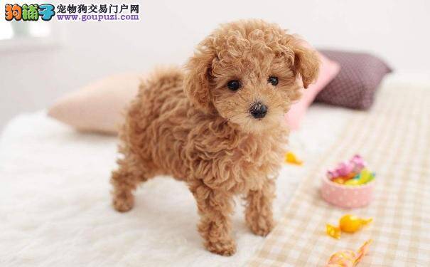 贵宾犬性格怎么样 了解贵宾性情特点