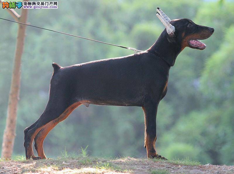 日常护理年幼的杜宾犬需要注意哪些方法