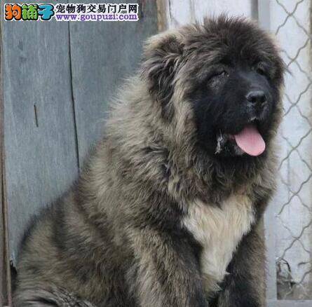 家庭饲养与参赛高加索犬的护理方法