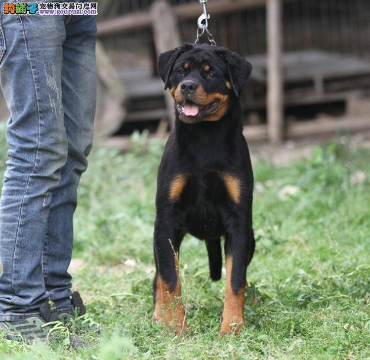 罗威纳犬最喜欢的美食——骨头