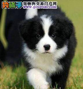 定期给边境牧羊犬洗澡养成好习惯