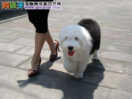 古代牧羊犬肥胖的理由与应对措施