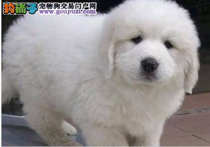 怎样给大白熊犬养成爱剪指甲的好习惯