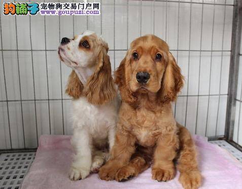 要绝对禁止可卡犬咬人与啃咬物品