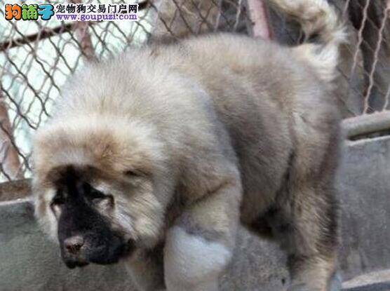 不要给高加索犬养成过分护食的坏习惯