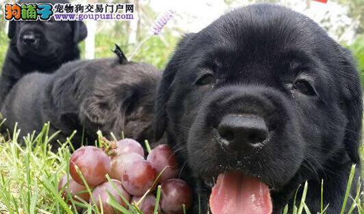 成长不烦恼 怎样饲养拉布拉多犬幼犬