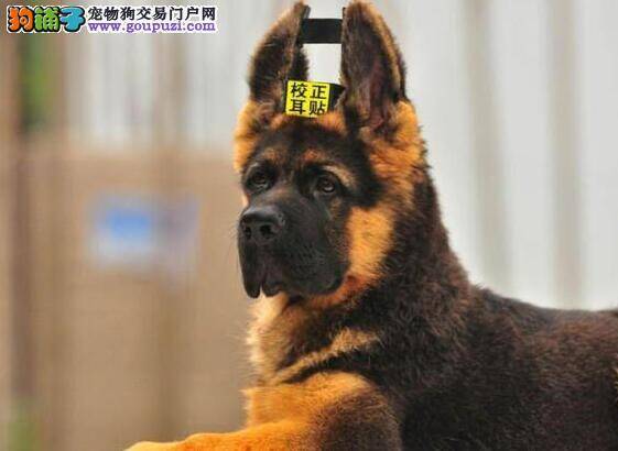 德国牧羊犬也有喜怒哀乐