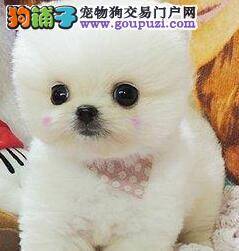 指导大家科学饲养博美幼犬