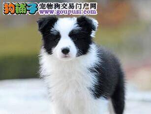 喂边境牧羊犬骨头知多少