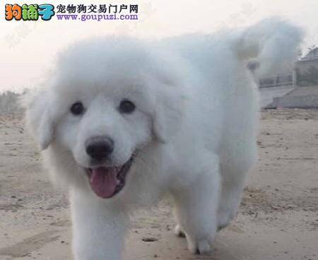 日常生活中如何护理大白熊犬