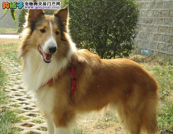 如何训练苏格兰牧羊犬学会一项技能