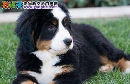 如何给伯恩山犬洗澡梳理毛发