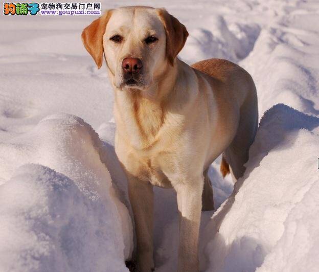 拉布拉多犬牙齿护理的绝招