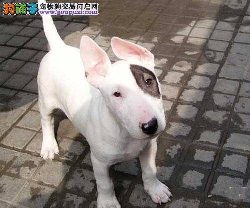 牛头梗犬为什么需要钙?为什么要补钙