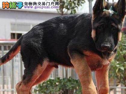 文明懂礼貌 让德国牧羊犬幼犬不再乱咬人