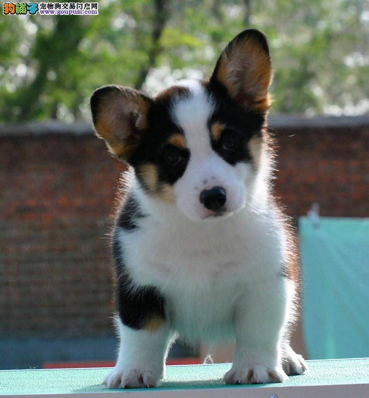 柯基犬在饲养中要掌握好哪些原则