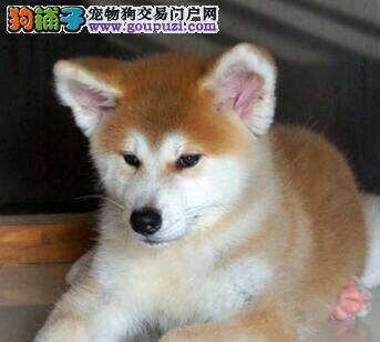 巧治良方 如何制止秋田犬乱叫的情况