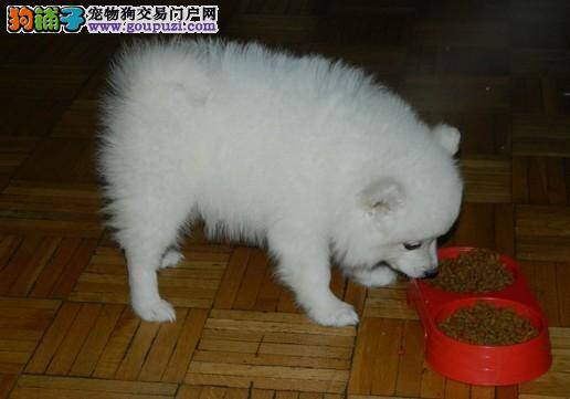 喂养银狐犬零食的几大错误事项