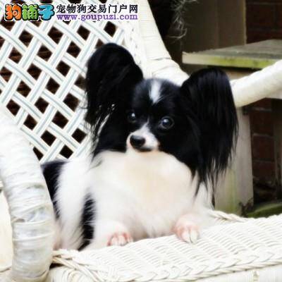 了解关于蝴蝶犬基本训练的内容有哪些