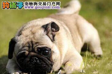 巴哥犬的喂养有哪些可以值得借鉴的地方