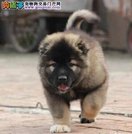 养犬攻略 为什么新买的高加索犬容易生病