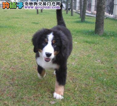 训练可以让伯恩山犬变得安静