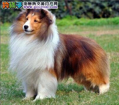 喜乐蒂犬吃哪些食物可以补钙