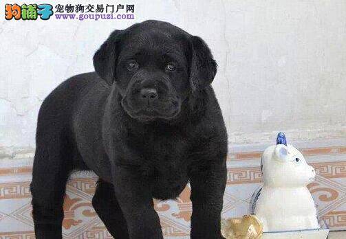 可以给拉布拉多犬喂食生肉吗