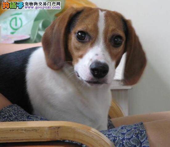 训练比格犬之前要先与其成为朋友