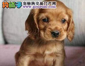 冬季注意预防可卡犬感冒，让它远离疾病