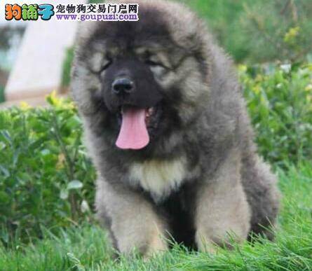 悉心照顾老年期高加索犬 让高加索犬安度晚年