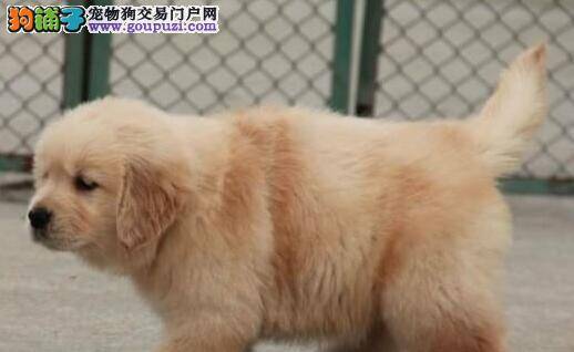 饲养金毛犬的家庭应怎样正确的亲近它