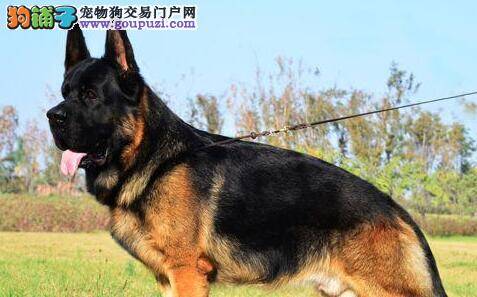 饲养德国牧羊犬需要注意的地方有多少