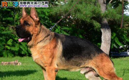 德国牧羊犬患上感冒要怎样医治