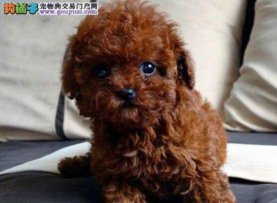 生活小支招 如何纠正泰迪犬不良的日常习惯