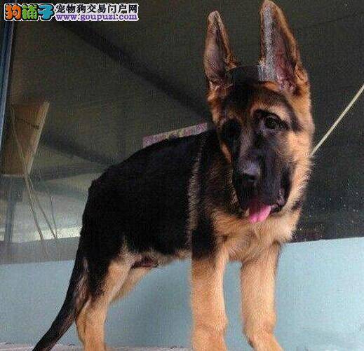 日常生活中什么原因会导致德国牧羊犬消化不良