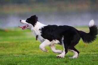 边境牧羊犬的特点  智商比其他狗要高