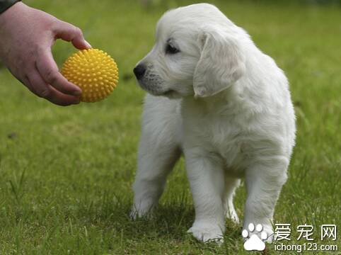 养狗需要准备什么 适当改变生活习惯