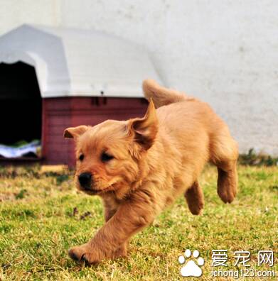 狗狗上火吃什么好 注意调节日常饮食