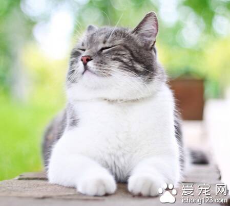 猫怀胎几个月 一般大约在65天左右