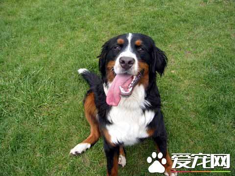 伯恩山犬会带孩子吗 伯恩山犬不可带小孩