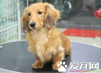 长毛腊肠犬寿命 一般寿命在14到17年