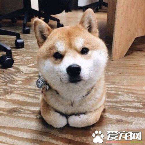 柴犬咬人吗 怎么训练柴犬才会不咬人