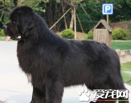 纽芬兰犬喂什么 需要大量的肉食营养补充