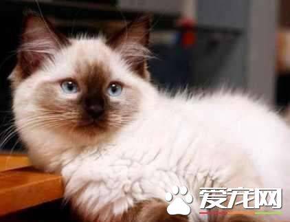 布偶猫用剪脚毛么 布偶猫剪脚毛有什么好处