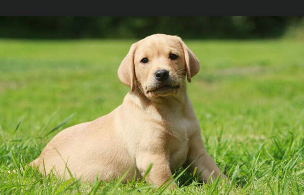 拉布拉多犬吃什么食物